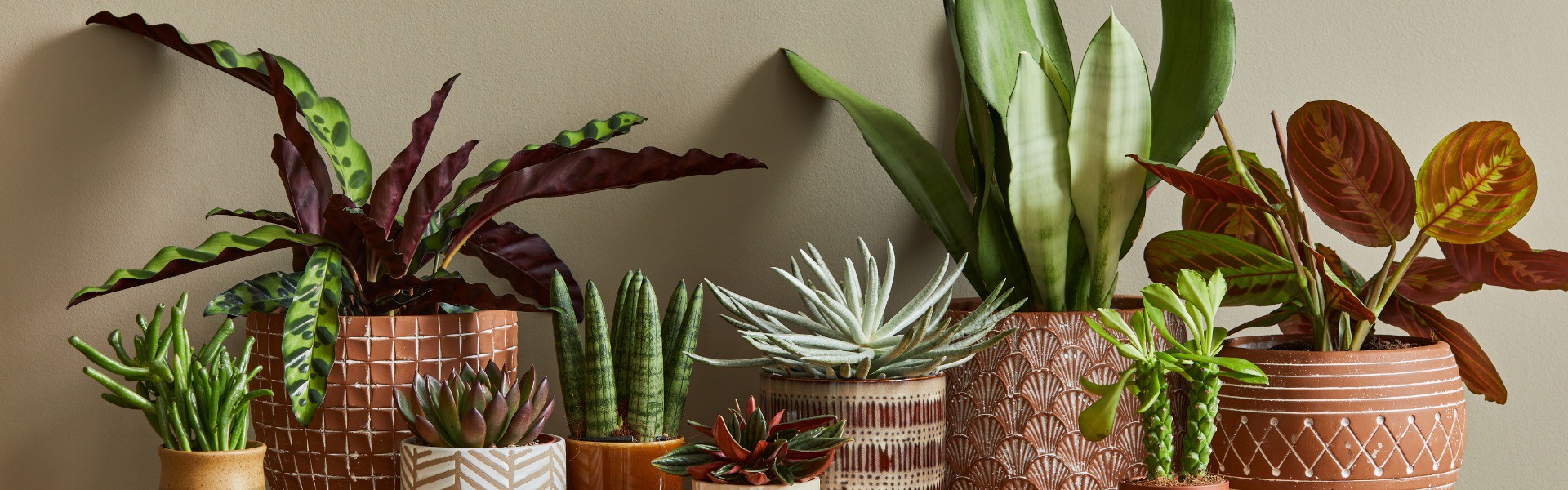 20 $ pour 40 $ : plantes de votre choix