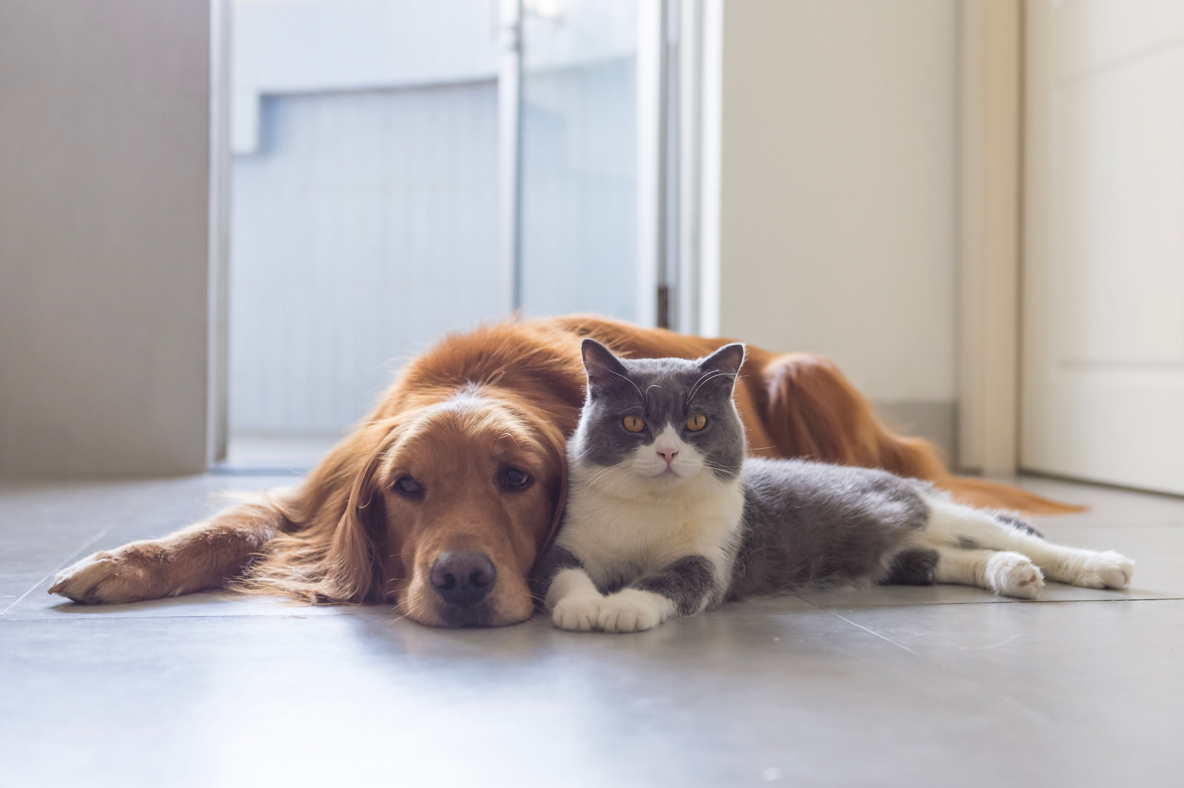 Boutique d'animaux Chico