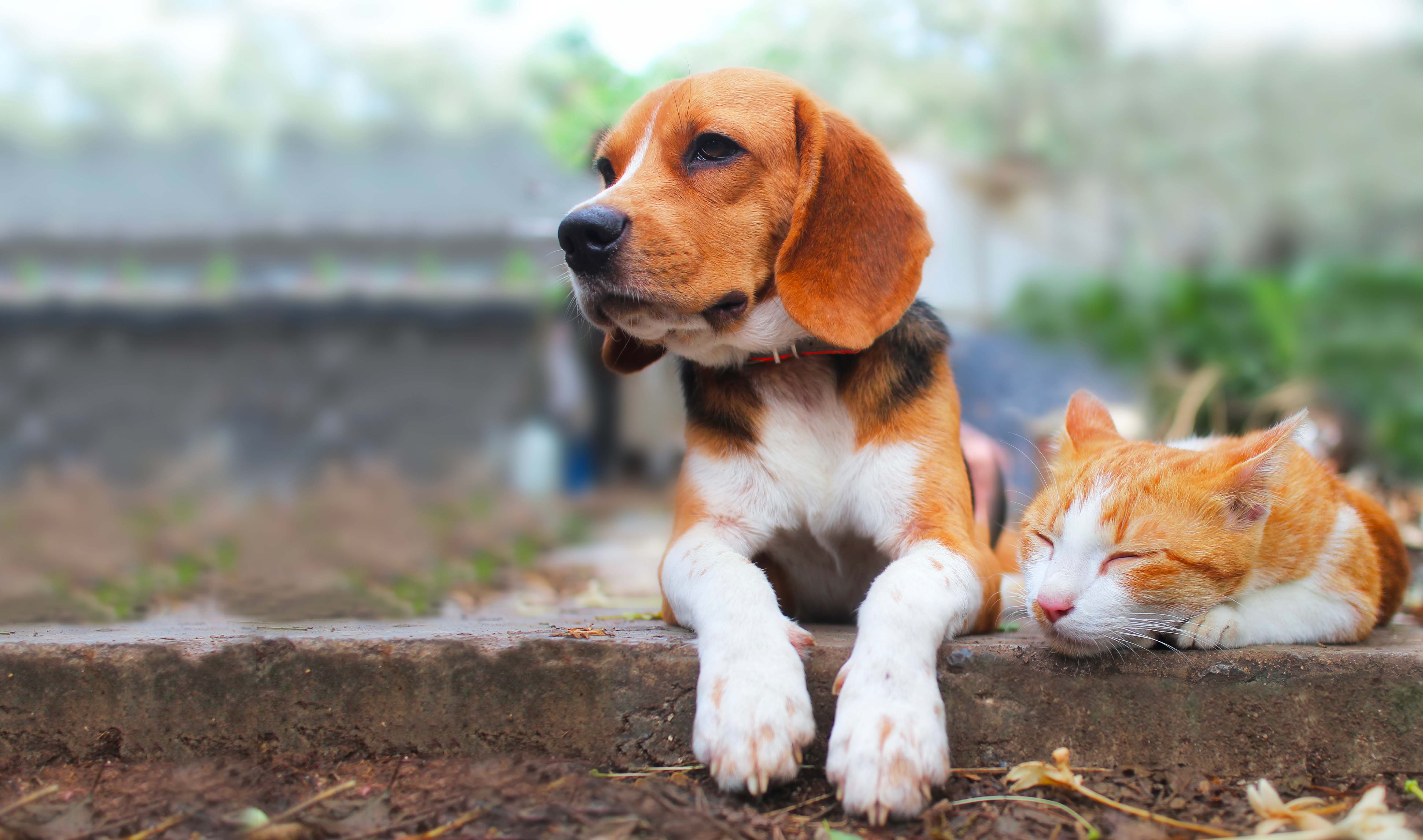 Boutique d'animaux Chico