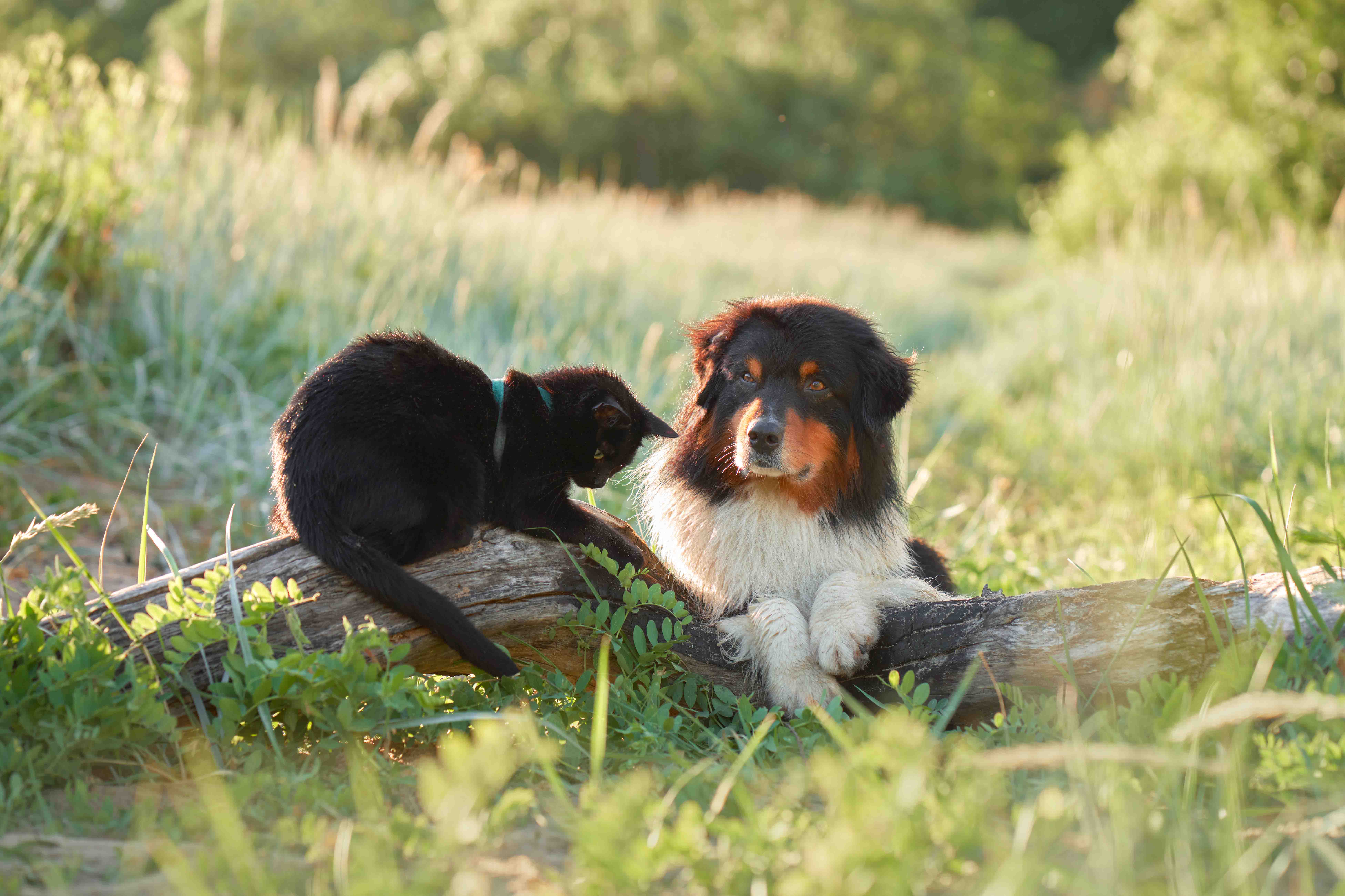 Boutique d'animaux Chico