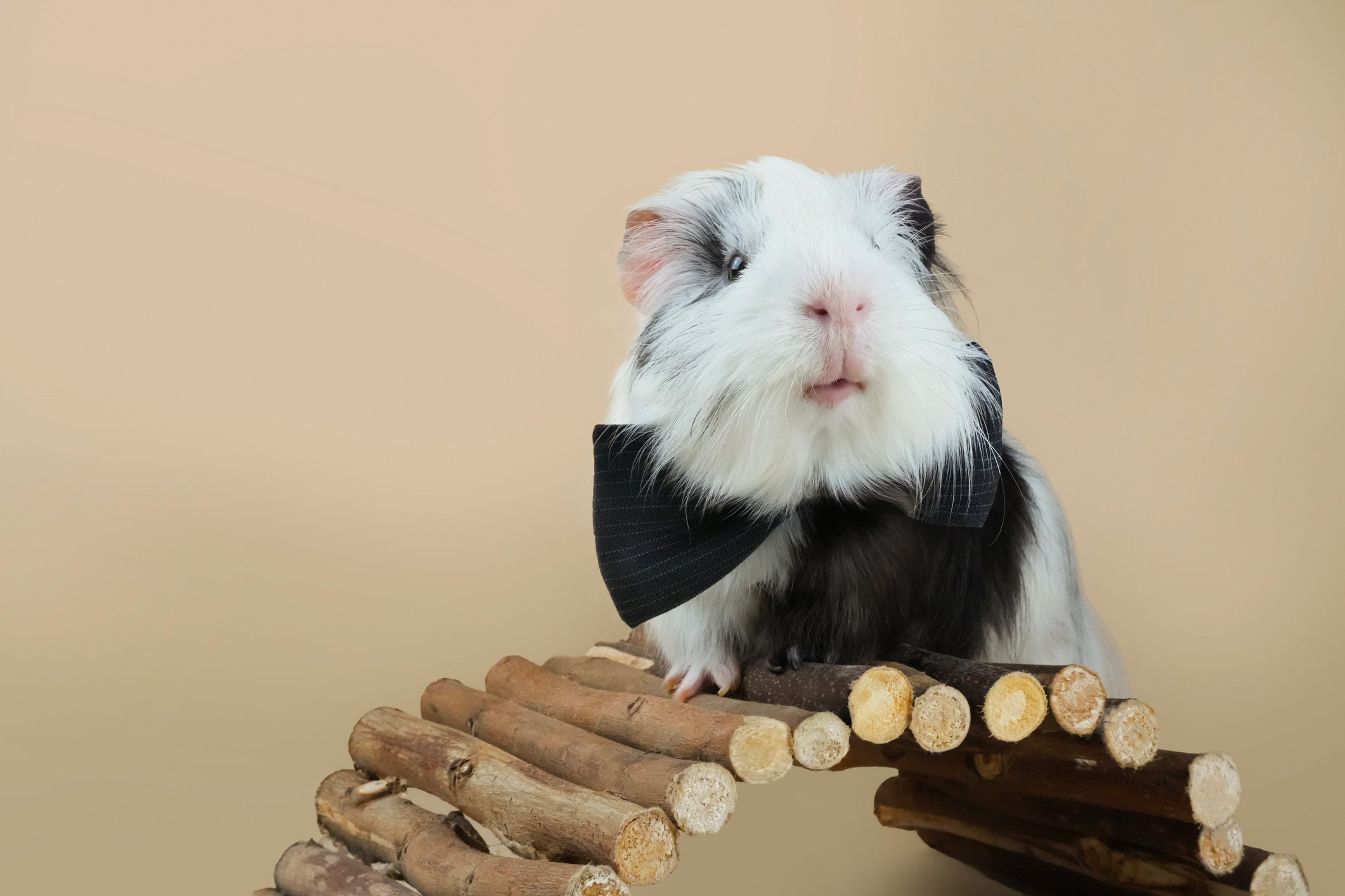 Animalerie Lyo
