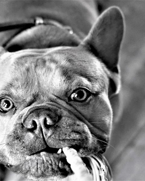 Jardin des Animaux