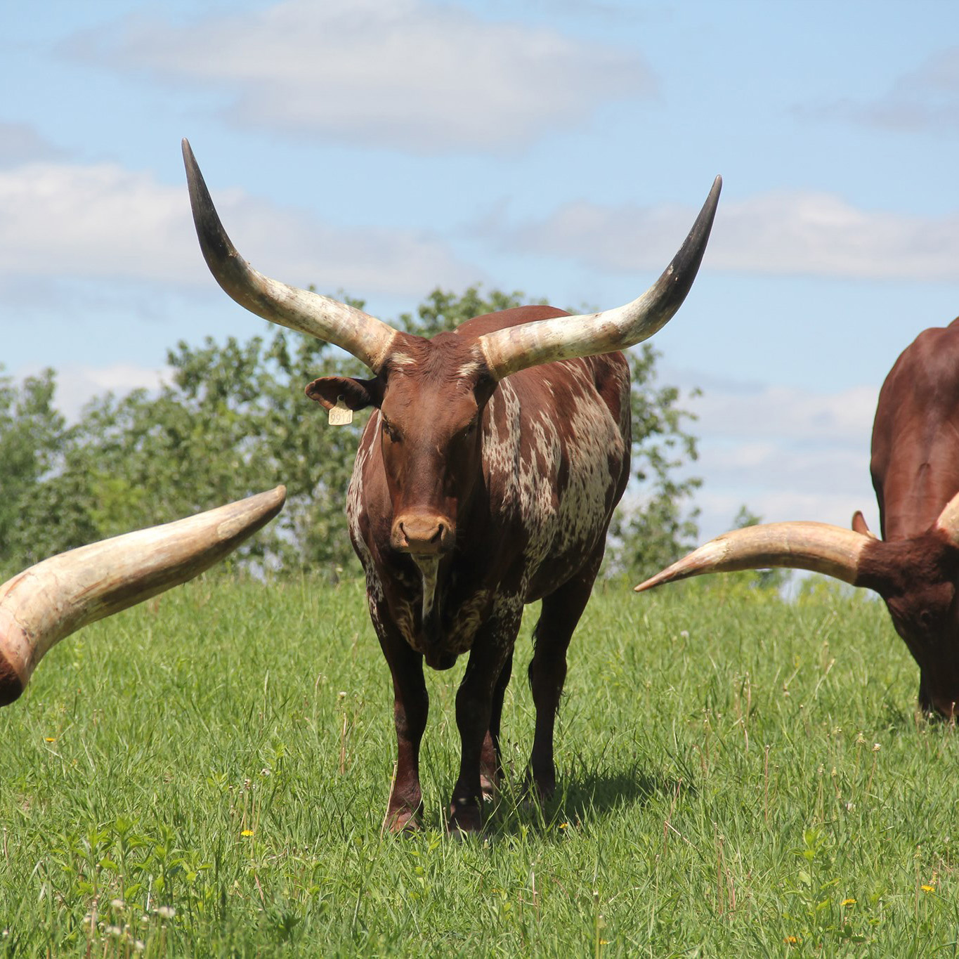 Ranch Dupont