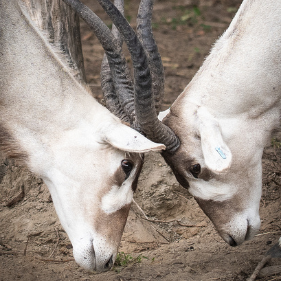 Ranch Dupont